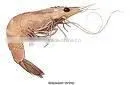 Prawn Shrimp thumbnail-1