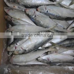 Frozen Horse Mackerel thumbnail-5