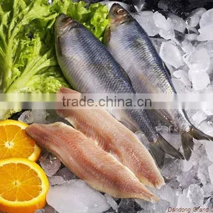 Frozen Fish Herring Fillet thumbnail-1