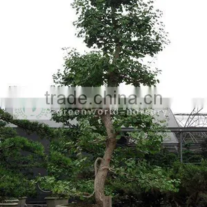 Ginkgo Biloba Old Bonsai thumbnail-1