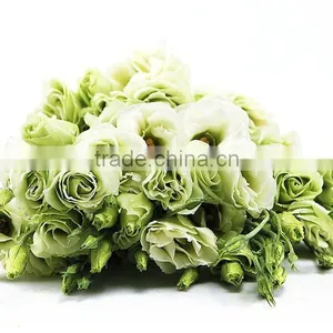 Professional High Quality Fresh Cut Flowers Multicolor Eustoma Flower Bulk Sale From Yunnan,China thumbnail-3