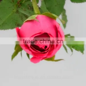 Wedding Decorations Wholesale China Fresh Cut Rose Flowers Rose for Sale thumbnail-1