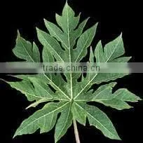 Carica Papaya Leaf Fresh thumbnail-1