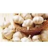 High Quality Garlic in China thumbnail-1