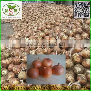 Wholesale Yellow Onion Packing In Mesh Bag At A Competitive Market Price thumbnail-3