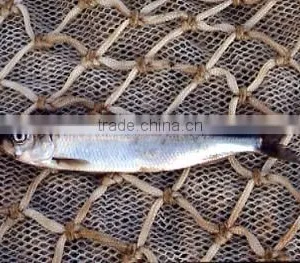 WR Frozn Atlantic Herring thumbnail-2