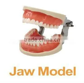 Promotional Dental Model thumbnail-1