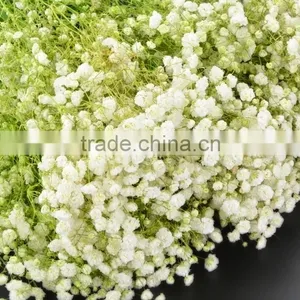 Special Unique Nature Preserved Gypsophila thumbnail-5