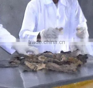 Dried Sea Cucumber From Indonesia is the Best thumbnail-1