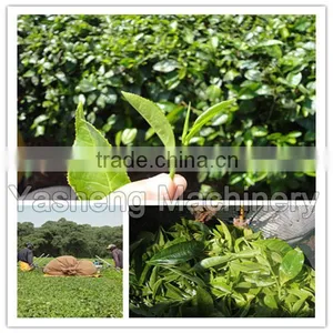 Hot Sale Tea Leaf Harvesting Machinery for Sale thumbnail-6