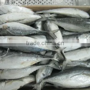 Blue Scad thumbnail-1