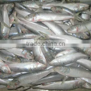 Frozen Sardine Whole Round thumbnail-6