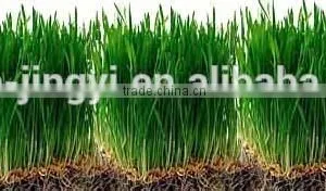 2015 China Origin Organic Wheat Grass Extract Juice Powder thumbnail-2