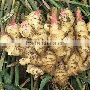 2016 New Crop Fresh Ginger at Cheap Price thumbnail-1