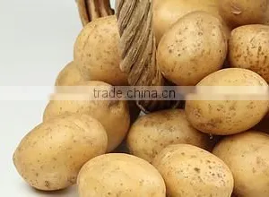 Chinese Holland Potato in Hot Sale thumbnail-4