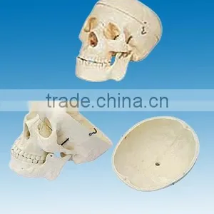 Model of Adult Skull thumbnail-1