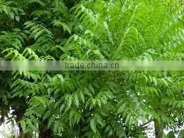 Neem Oil thumbnail-2