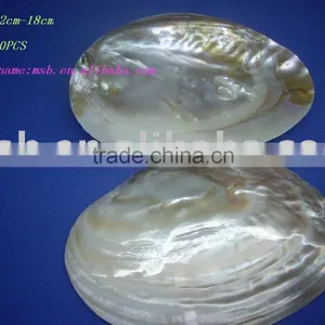 Polished Chinese Freshwater Mother of Pearl Shell thumbnail-1
