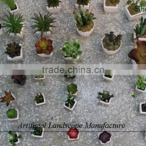 Mini Succulent Plants Potted Plants for Decoration thumbnail-2