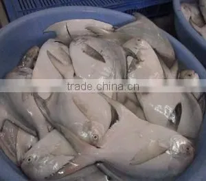 New Arrival Frozen Whole Round Slive Pomfret With Many Size thumbnail-2