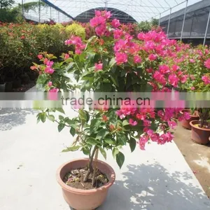 Bougainvillea Spectabilis thumbnail-2