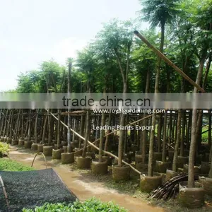 Jacaranda Mimosifolia Ornamental Tree for Tropical Climate thumbnail-1