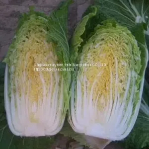 Chinese Cabbage thumbnail-1