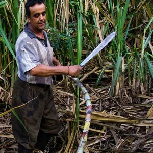 China Manufacturer Heavy Duty Cane Knife for Sugarcane Farm Harvesting and Bulk Wholesale thumbnail-4