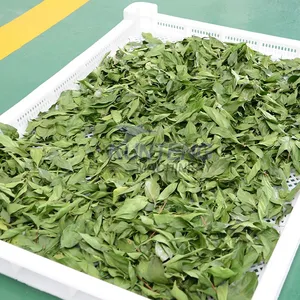 Black Soldier Fly Larva Microwave Drying and Sterilization Equipment Tea Drying Machine thumbnail-4