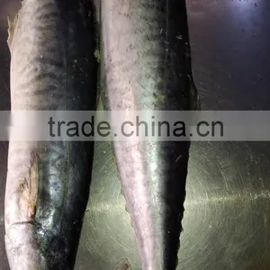 High Quality WR IQF Frozen Spanish Mackerel and Scomberomorus Niphonius thumbnail-1