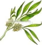 Tea Tree Oil thumbnail-1
