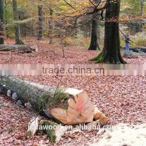 FSC Beech Logs thumbnail-4