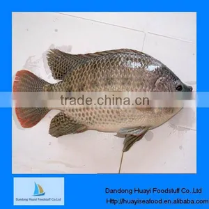 Frozen Tilapia Specification thumbnail-1