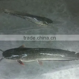 2016Best Quality Frozen Catfish for Sale thumbnail-1