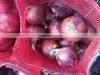 Brand New Onion thumbnail-3