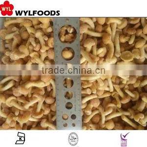 Frozen Nameko Mushroom Price in China thumbnail-1