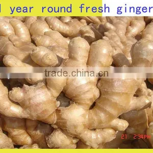Fresh Mature Fat Ginger thumbnail-6