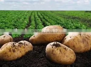 Fresh Bulk Potatoes for Sale 2016 Crop thumbnail-3