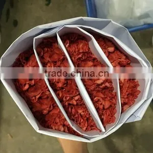 Best Price Fresh Carnation Flowers for Sell thumbnail-3