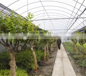 Single Span Greenhouse Film for Seeding Nursery thumbnail-1
