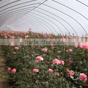 Agricultural Greenhouse for Tomato Growing / Vegetable Growing thumbnail-6