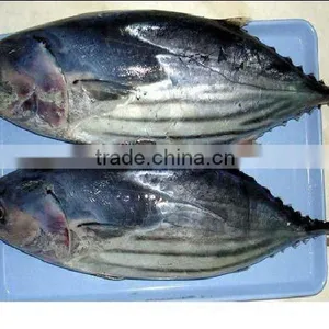 New Catching Frozen Bonito Tuna 1kg up thumbnail-1