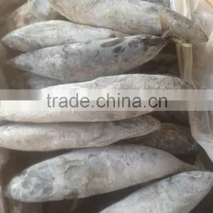 Sea Frozen Bonito Tuna thumbnail-2