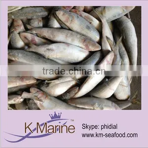 China Hot Selling Fresh Sardine thumbnail-1