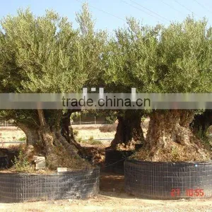 Olive Trees thumbnail-1