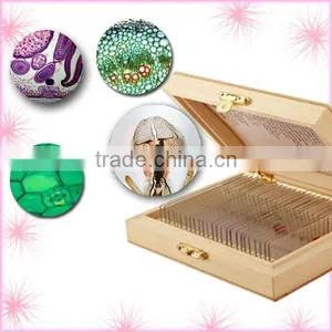 Zoology Material Prepared Microscope Slide thumbnail-1