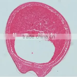 Embryo Slides , Frog Embryo Slides , Embryology Slides ,embryo Teaching Slides thumbnail-6