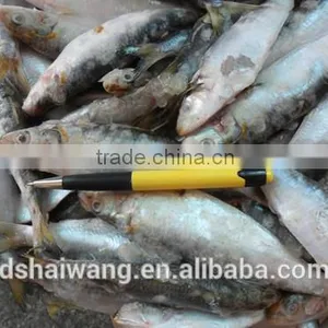 Frozen Sardine Fish Whole Round in Good Quality thumbnail-4