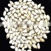 Chinese White Pumpkin Seeds thumbnail-1