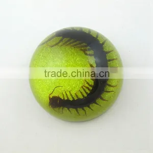 2016 New Latest Design Wholesale Paperweight With Real Insect Centipede thumbnail-1